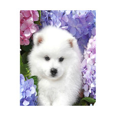 Картина за номерами з алмазною мозаїкою Стратег Білосніжний шпіц 50х40см (FA40042)