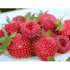 Картина для малювання за номерами Art Craft Соковитий феєрверк 40х50см (12004-AC)