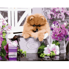 Картина для малювання за номерами Стратег Шпіц в подарунок 40х50см (VA-2675)