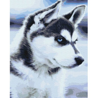 Картина для малювання за номерами Brushme Цуценя Хаски 40х50см (BS21714)