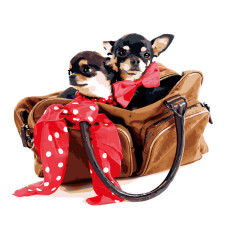 Картина для малювання за номерами Стратег Маленькі Той-тер'єри 40х50см (VA-2676)