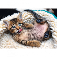 Пазли Trefl Веселе кошеня 1000шт. (10448)